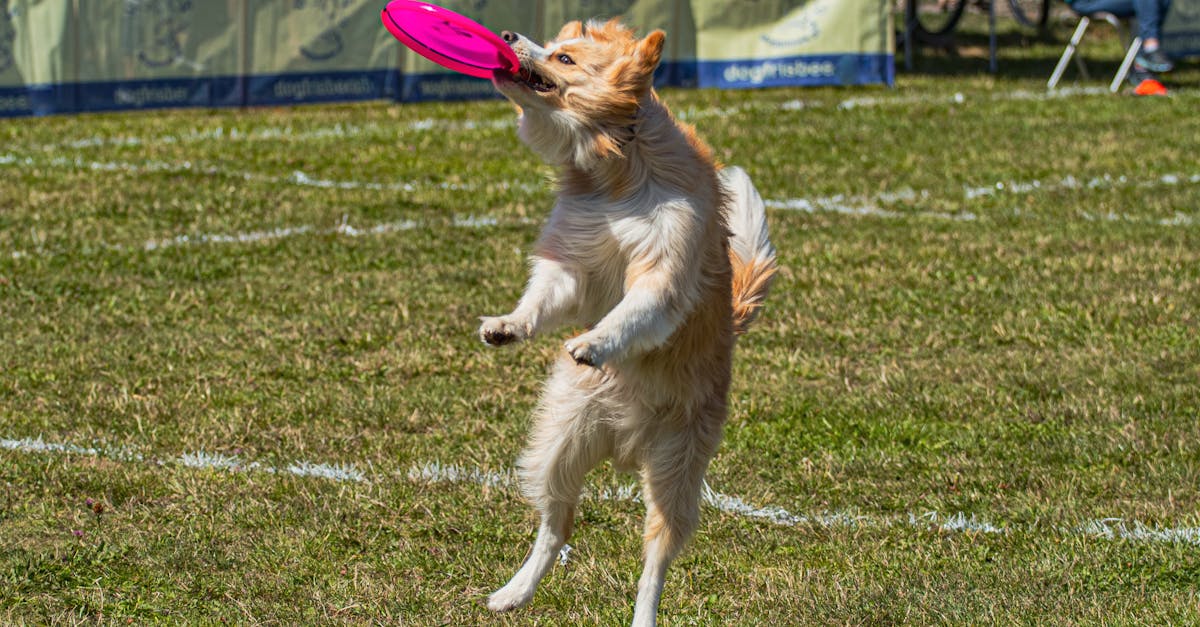 Competiția canină de la Iași: câini talentați demonstrează îndemânarea și frumusețea