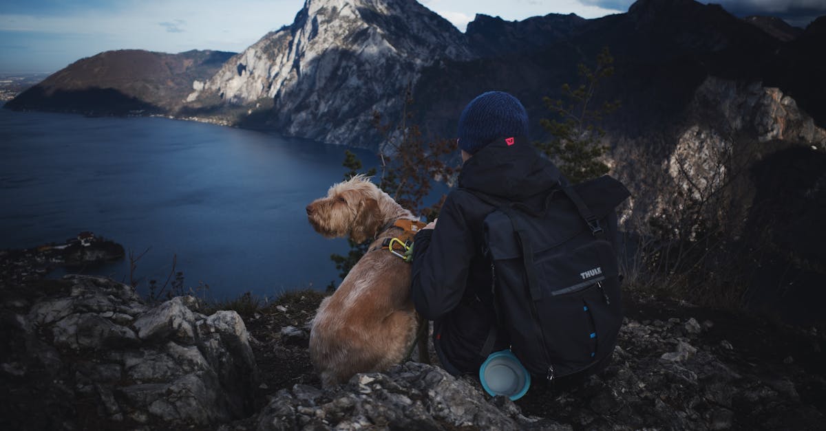 Animalele de companie pot călători în cabină fără restricții de greutate în Italia