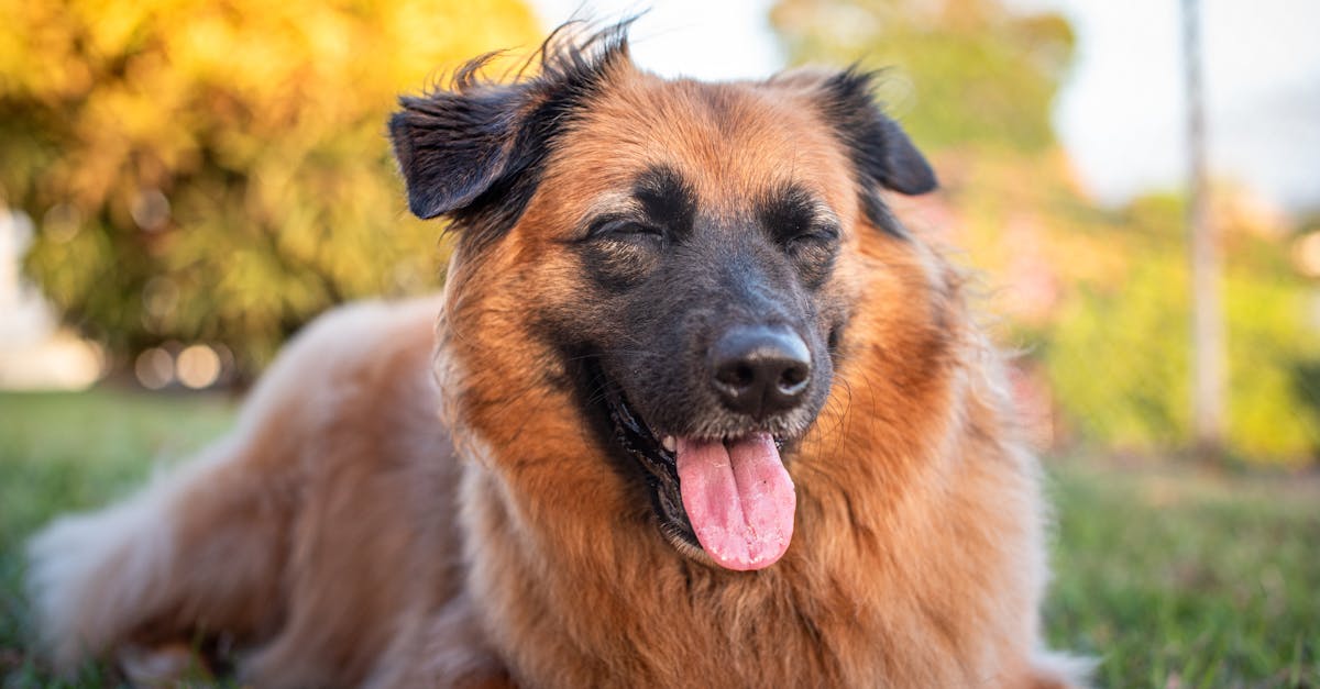Minnie, cățelușa jucăușă, își găsește în sfârșit o familie iubitoare