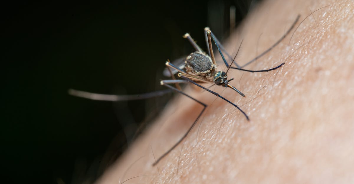 Insecte periculoase provoacă panică în parcul din Cluj