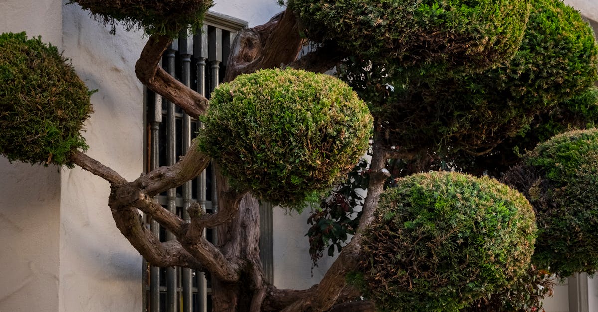 Toaletările arborilor din Oradea continuă: ce trebuie să știți