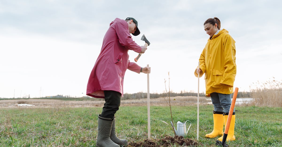 Localnicii din Gorj salvează puieți printr-o acțiune comunitară impresionantă