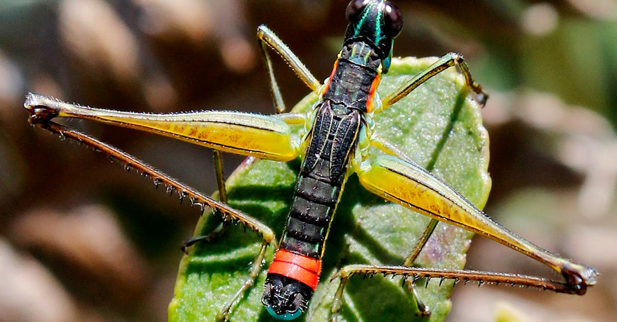 Descoperă lăcusta lubber negru și roșu: o insectă uimitoare din America de Nord