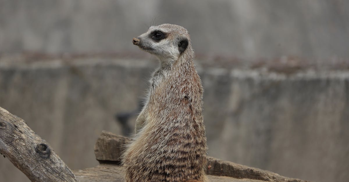 Ziua mondială a suricatelor: ce activități speciale pregătește Zoo Brașov