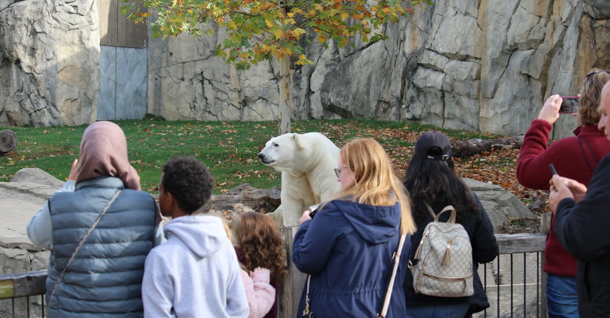 Descoperă magia suricatelor la Zoo Brașov: eveniment special în această vară