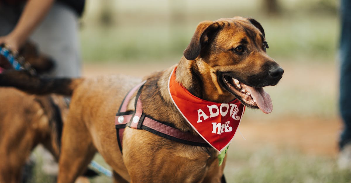 Adopții canine în Craiova: târg special pentru iubitorii de animale