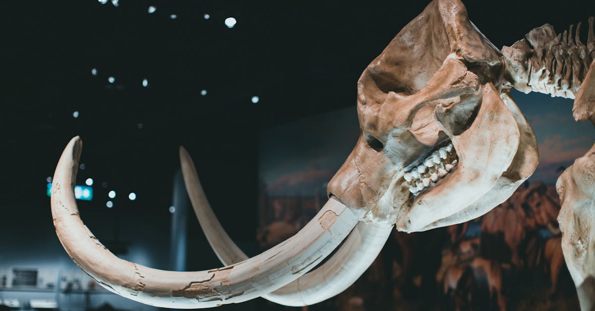 Lupii străvechi readuși la viață: cum arată Romulus, Remus și Khaleesi