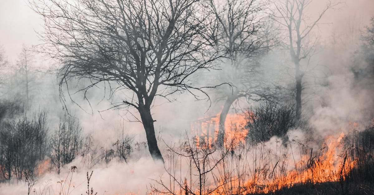 Canicula din Europa provoacă tragedii: victime în Franța și incendii devastatoare în Spania