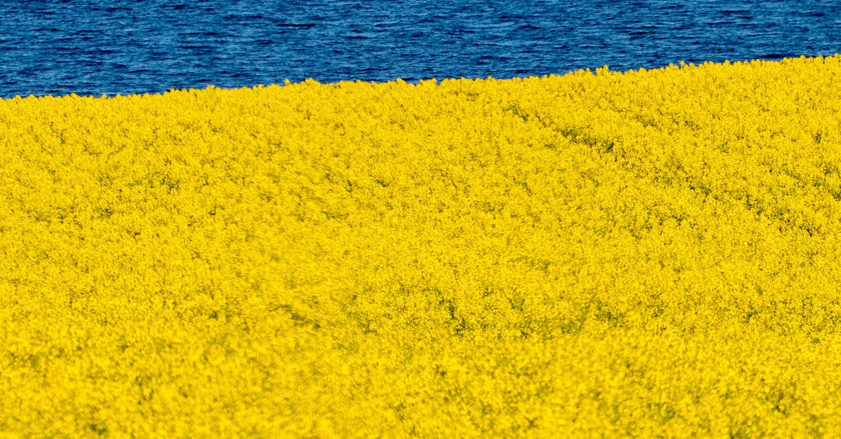 Temperaturi record în Europa: Marea Britanie și Franța resimt canicula extremă