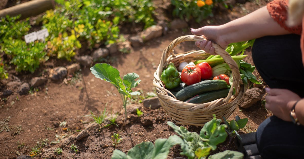 Cum să obții o recoltă bogată de legume cu trei ingrediente simple din bucătărie