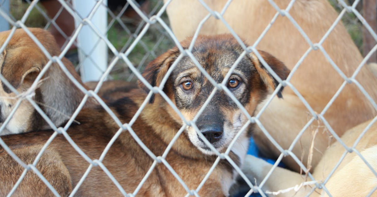 Poliția din Brașov intervine pentru protecția animalelor în pericol