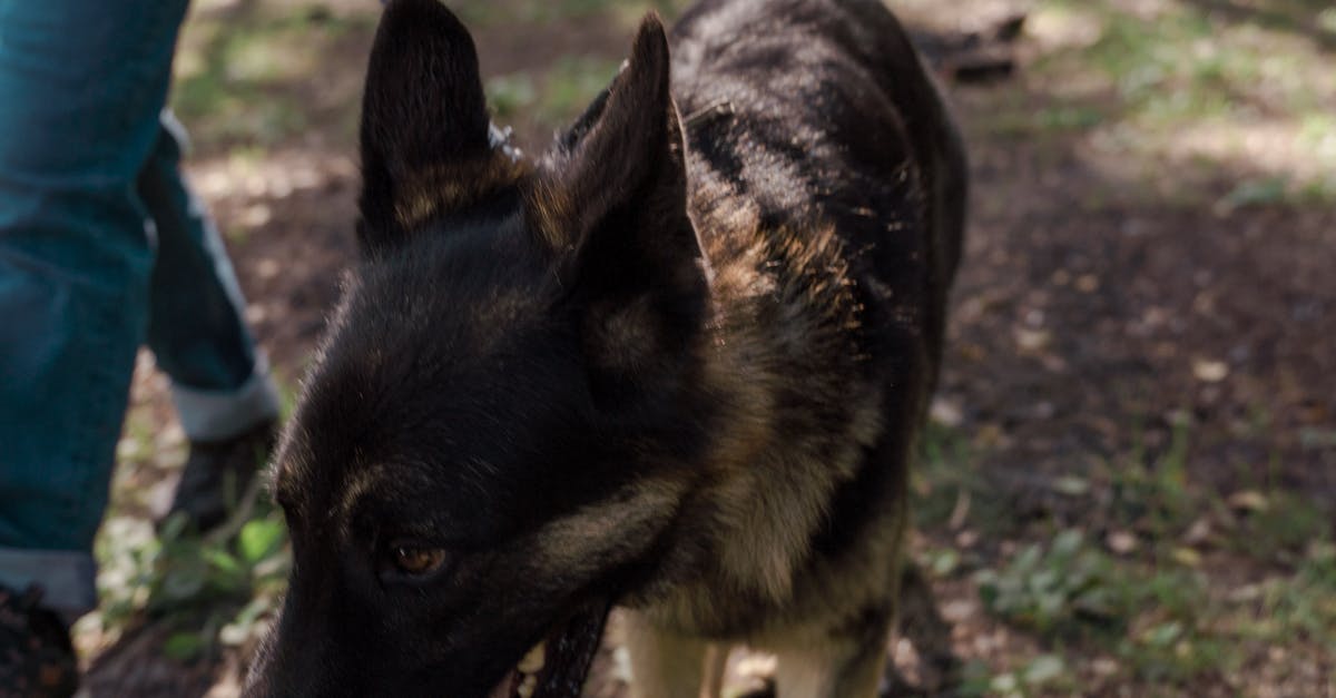 Rona și Sergiu, echipa canină în pregătire pentru salvarea turiștilor în munți