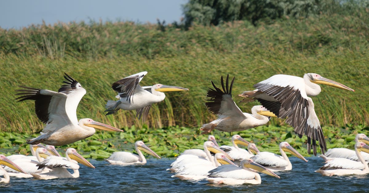 Lăcustele invadatoare amenință Delta Dunării: localnicii cer ajutor urgent