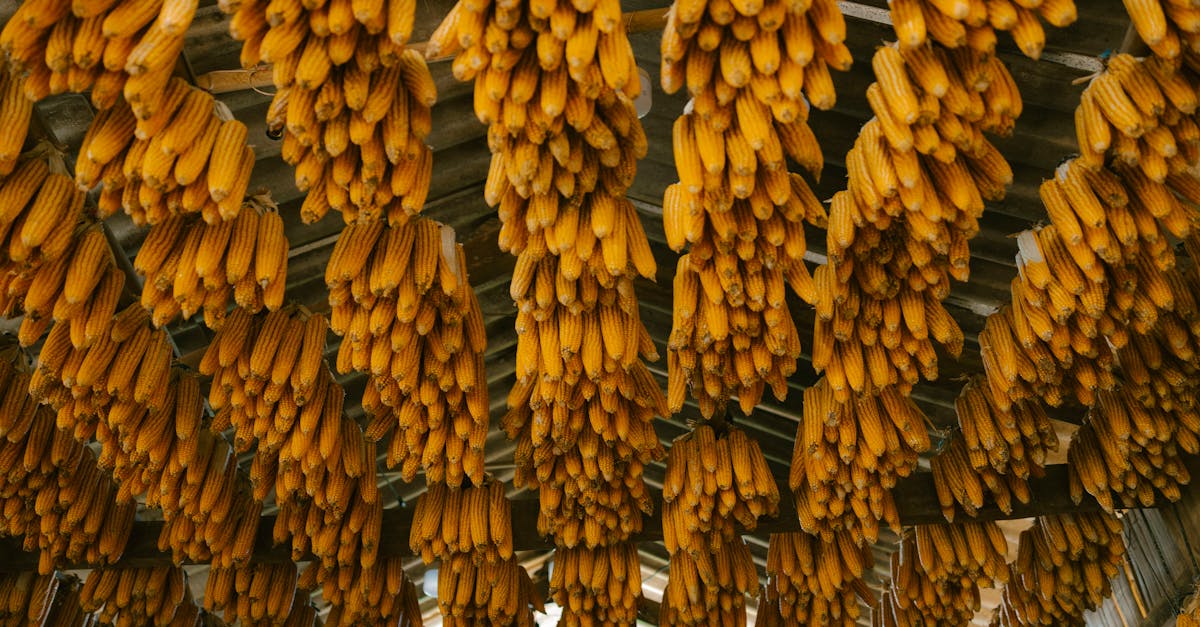 Guyana, singura țară complet autosuficientă din punct de vedere alimentar