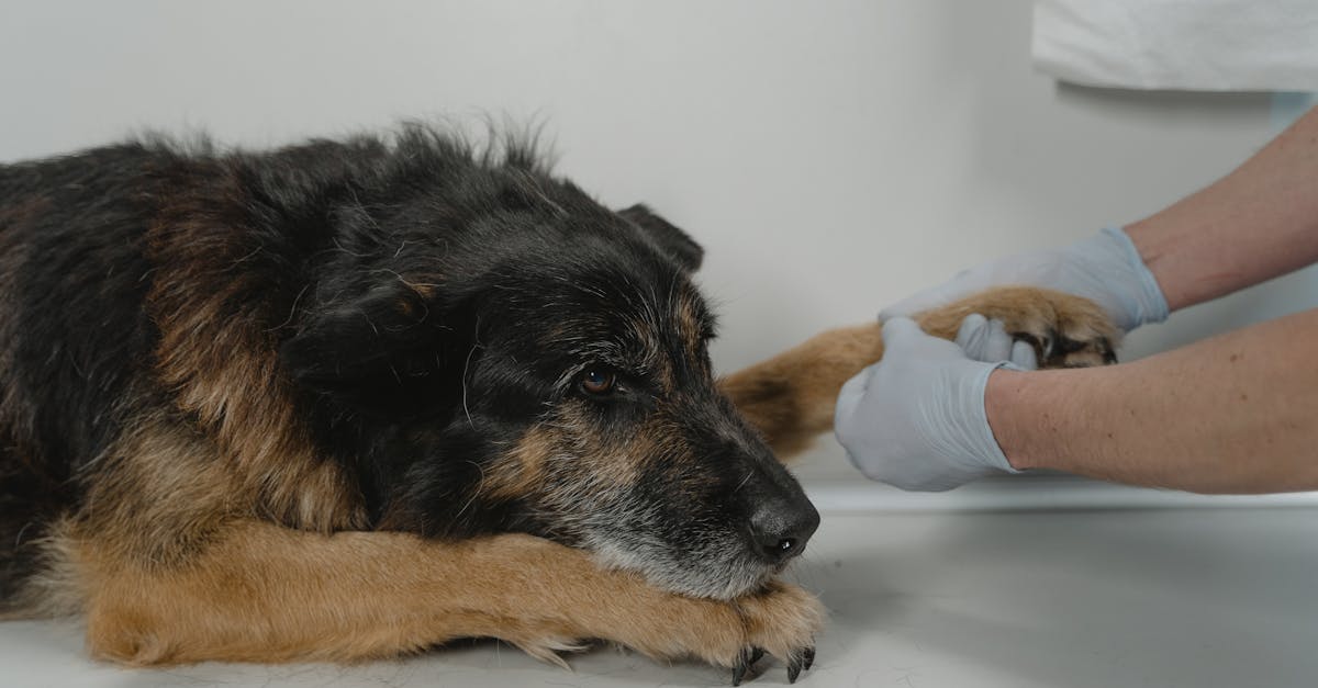 Expertiza cardiologică veterinară se îmbogățește la MayaVet Brașov
