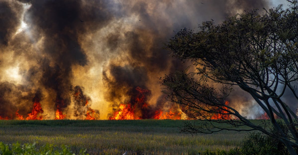 Incendiu devastator în Giurgiu: 30.000 de panouri fotovoltaice distruse