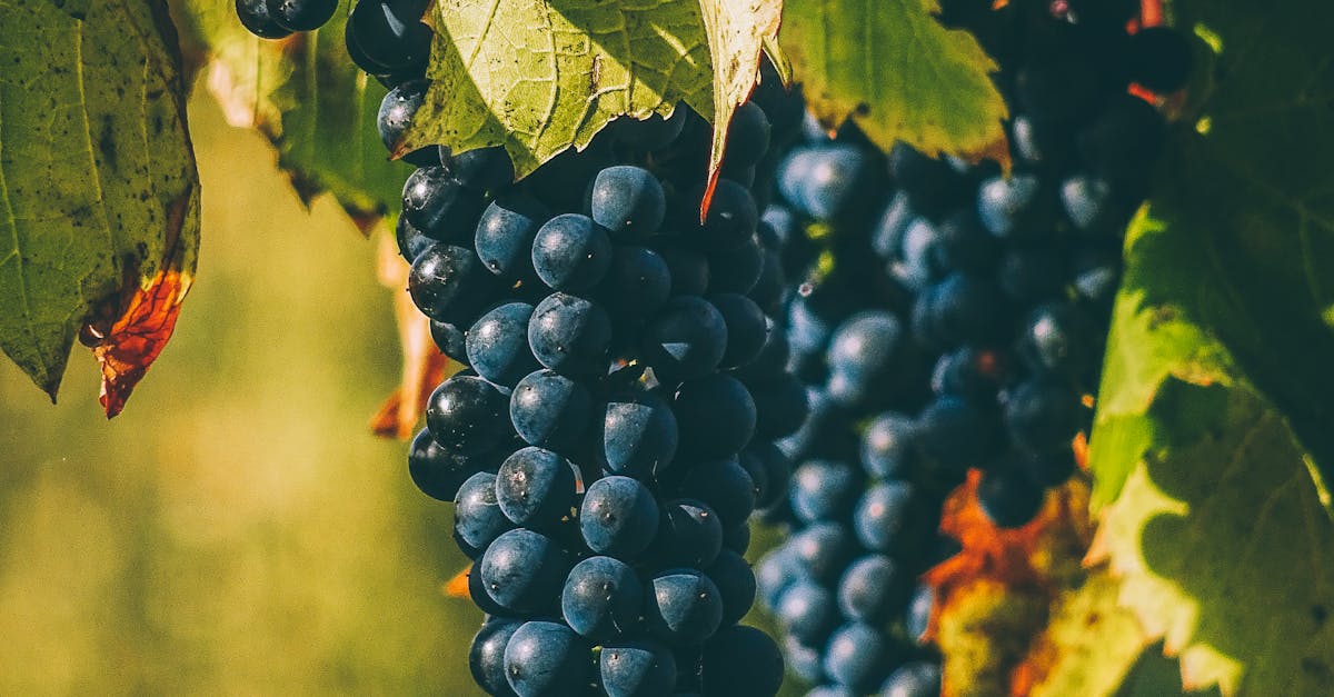 Impactul accizelor pe vin asupra industriei vitivinicole românești