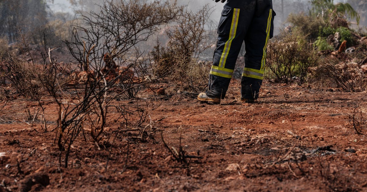 Incendiu de vegetație în Parcul Național Munții Rodnei, stins de echipele de intervenție