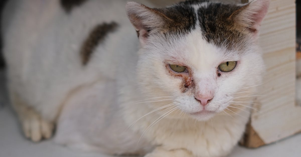 Un gest șocant în Botoșani: proprietar își abandonează pisica bolnavă