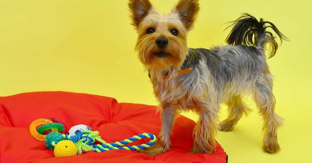 Peste 2.000 de vizitatori la Arad Dog Shows, un eveniment de succes