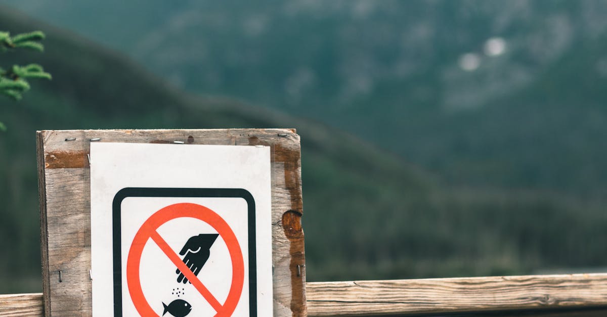 Urs observat în Oiejdea: alertă Ro-Alert emisă pentru localnici