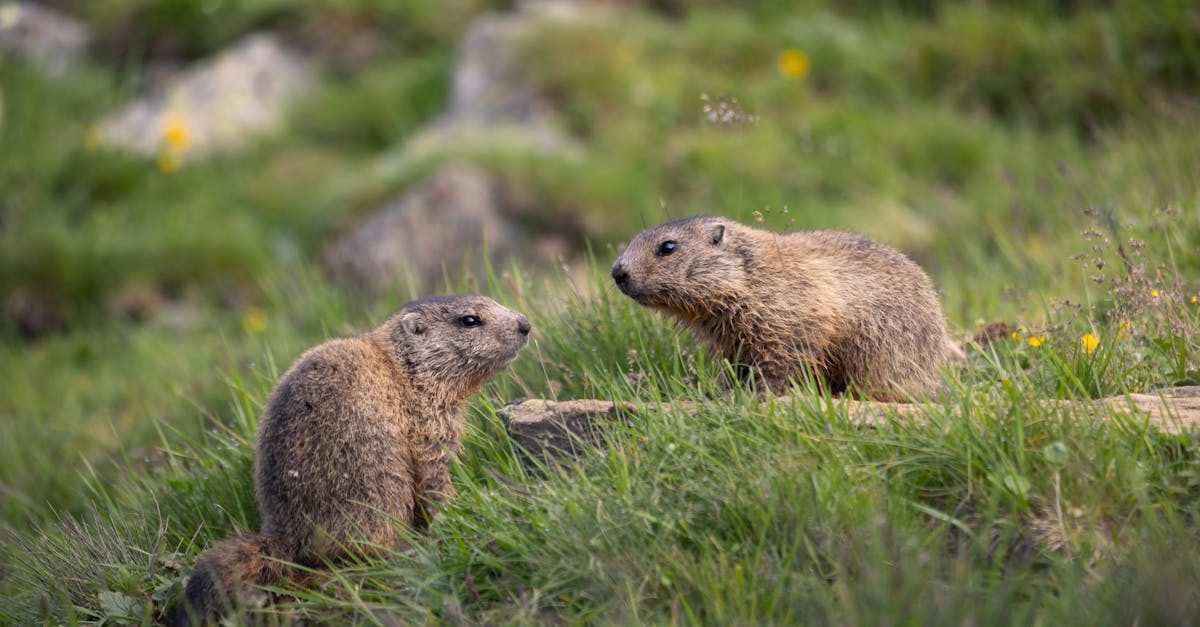Marmotele se relaxează la soare în Munții Rodnei