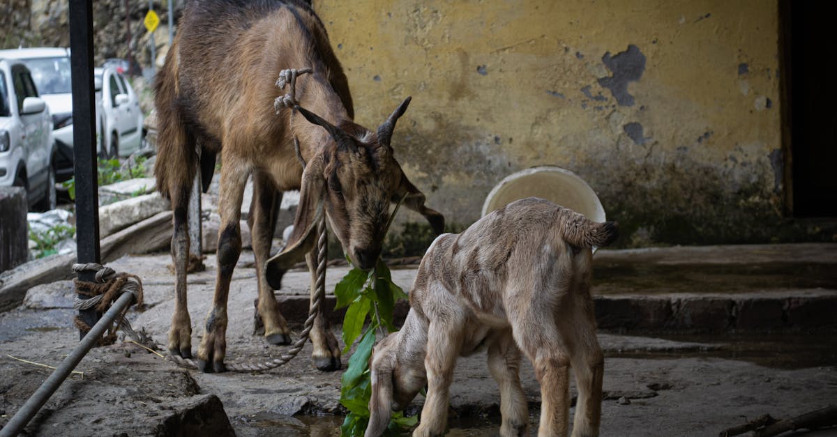 Timișorenii se plâng de disconfortul cauzat de animalele de fermă ale vecinilor