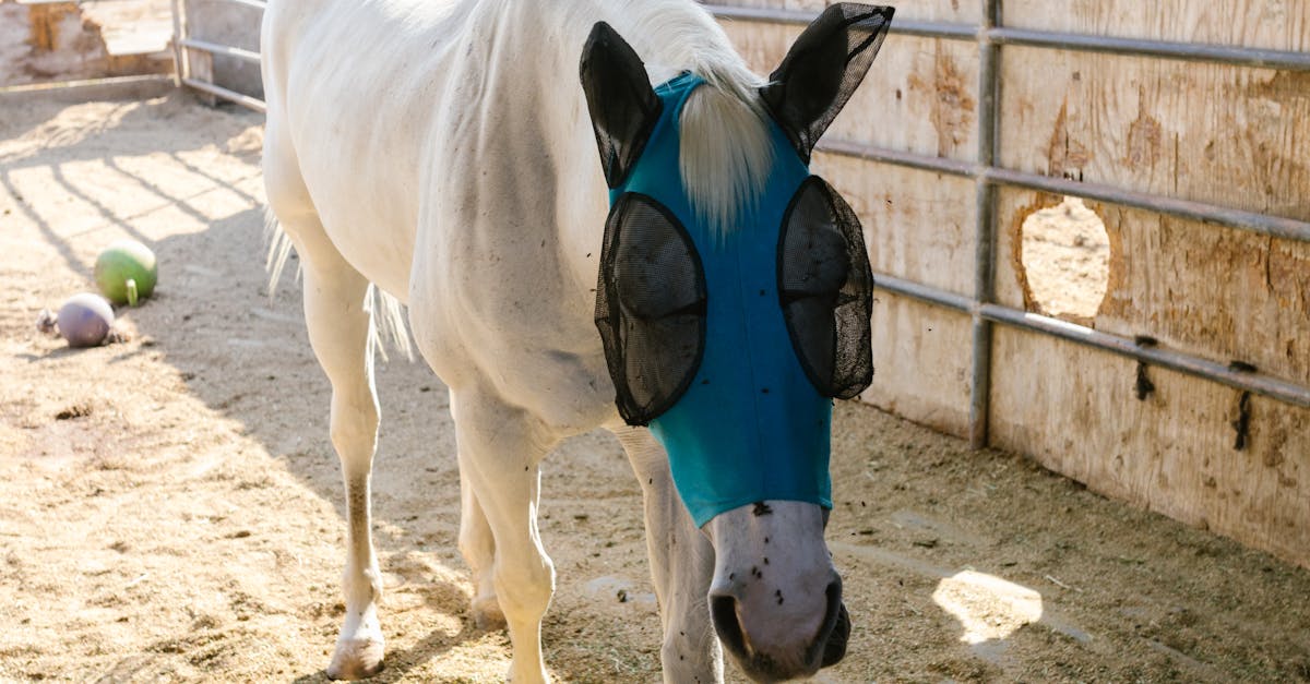 Pericolele caniculei pentru animale: un cal salvat în ultima clipă