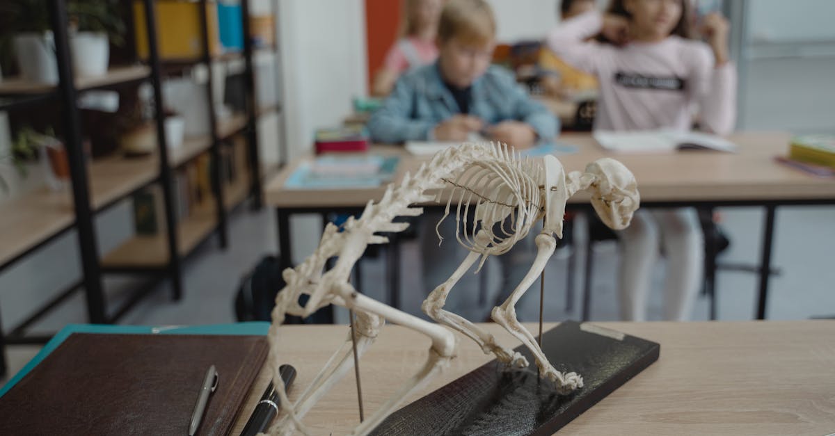 O nouă materie în școli: educația prin interacțiunea cu animalele