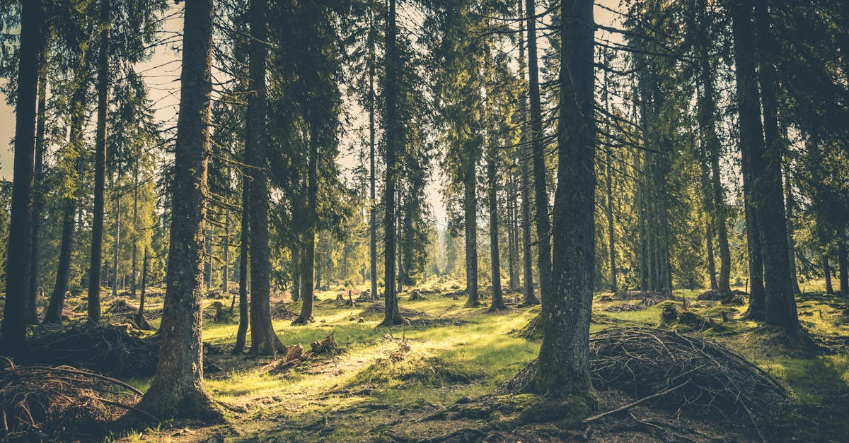 Dezvăluiri alarmante despre pădurile României: o insectă devastatoare amenință ecosistemul