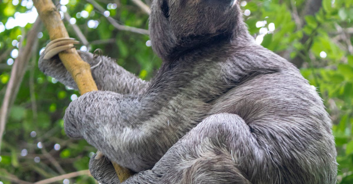 Imagini spectaculoase cu fauna sălbatică din Piatra Craiului, surprinse de camerele de supraveghere