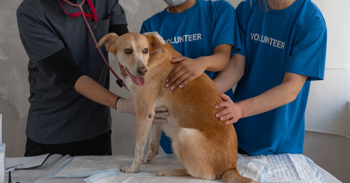 ONG-urile de salvare a animalelor, afectate de majorarea TVA-ului la medicamentele veterinare