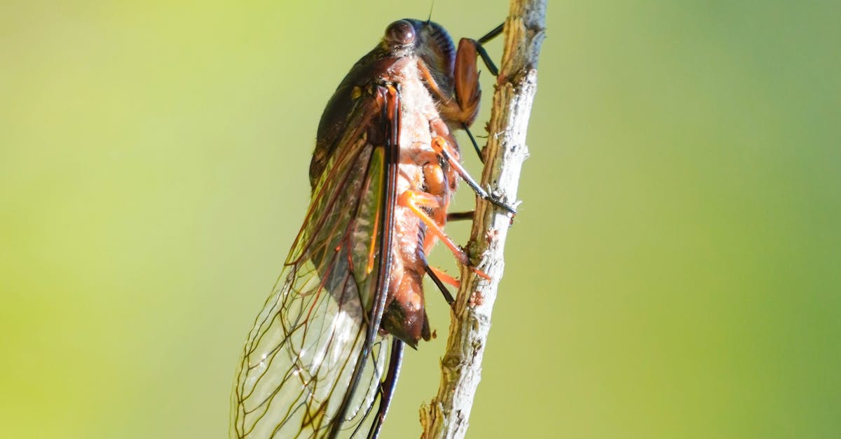Descoperă Eurycantha horrida, insecta băț cu aspect impresionant