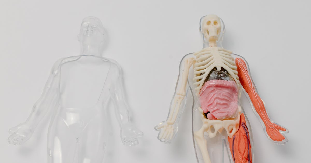 Somnul neregulat: impactul asupra regenerării musculare și îmbătrânirii accelerate