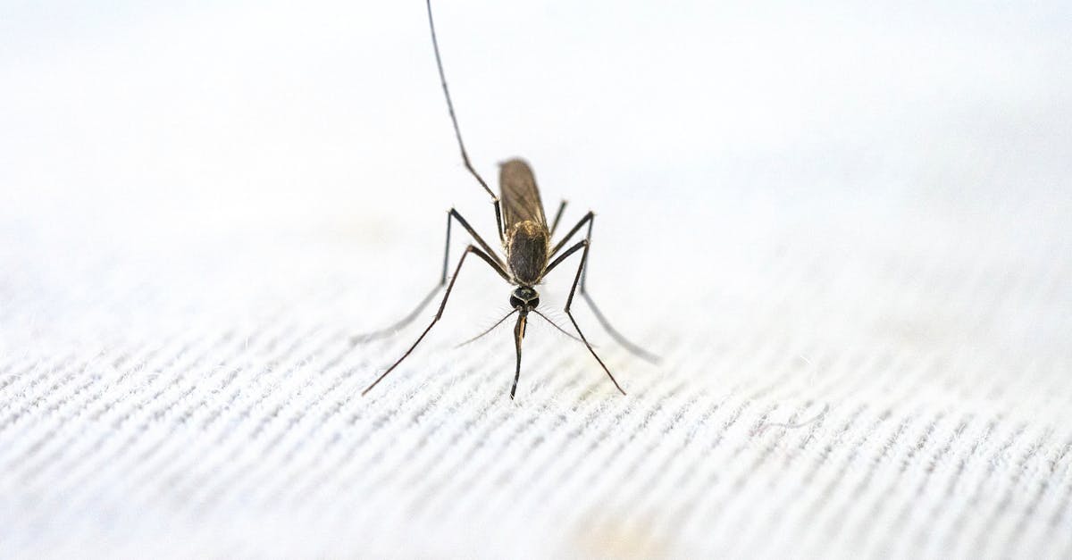 Alertă în Cluj: insecte misterioase provoacă panică în Gheorgheni