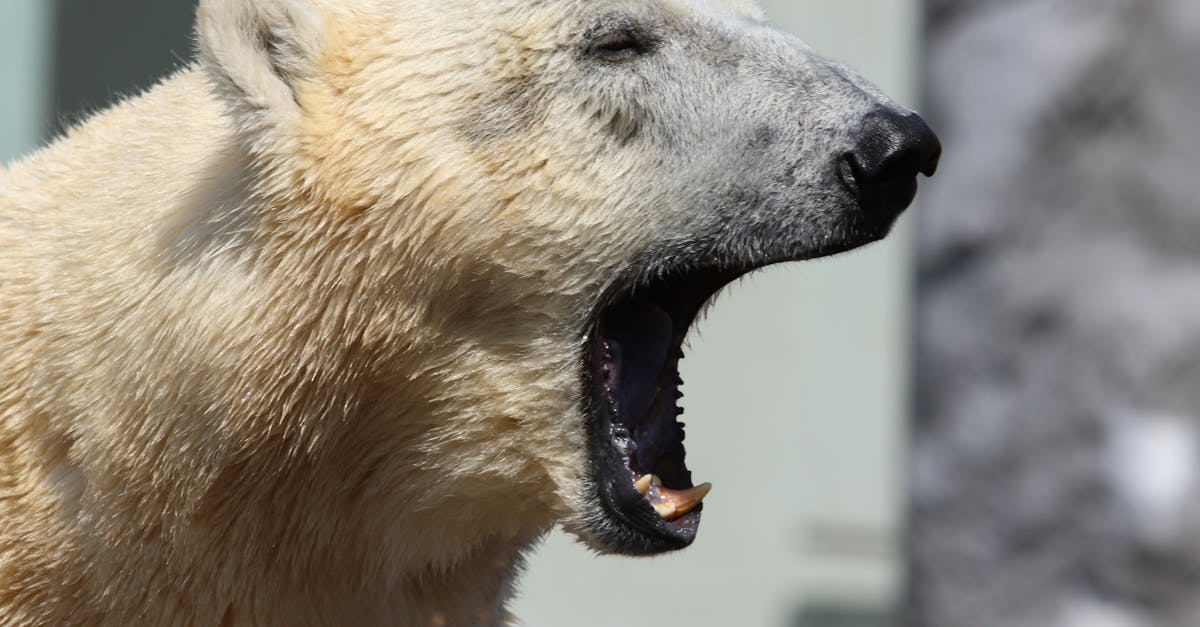 Naștere rară la Grădina Zoologică din Oradea: doi pui de lup arctic au venit pe lume
