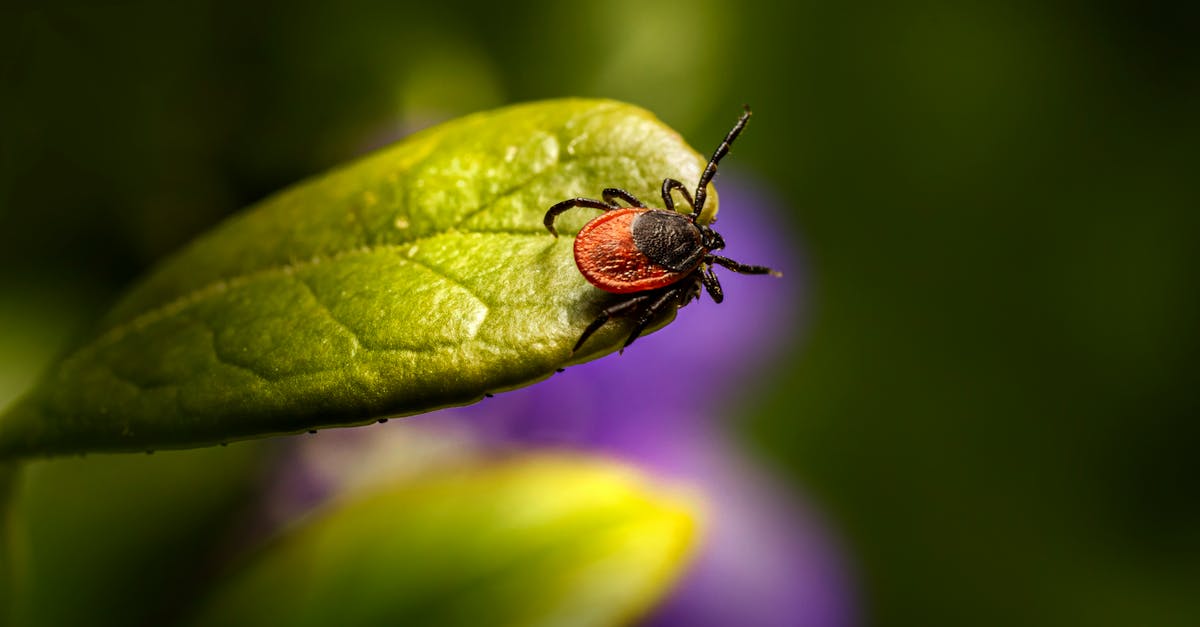 Constanța intensifică dezinsecția pentru combaterea insectelor