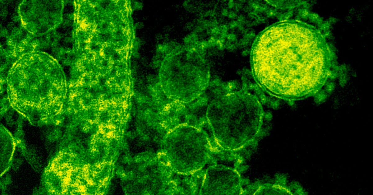 Îngrijorări în Europa: Un virus tropical se răspândește prin intermediul țânțarilor