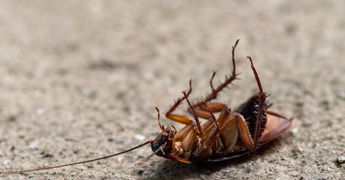 Insectele misterioase din Cluj-Napoca: ce trebuie să știm despre ploșnița dantelată