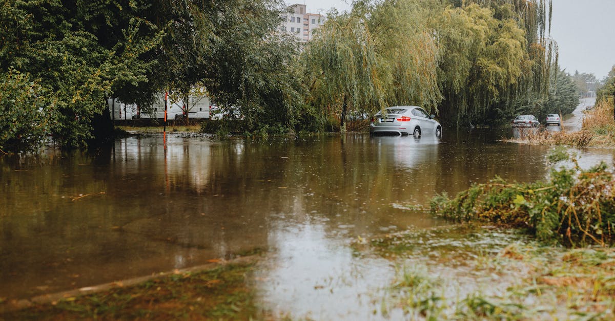251 de arbori periculoși sub Tâmpa: intervenții planificate pentru siguranța cetățenilor