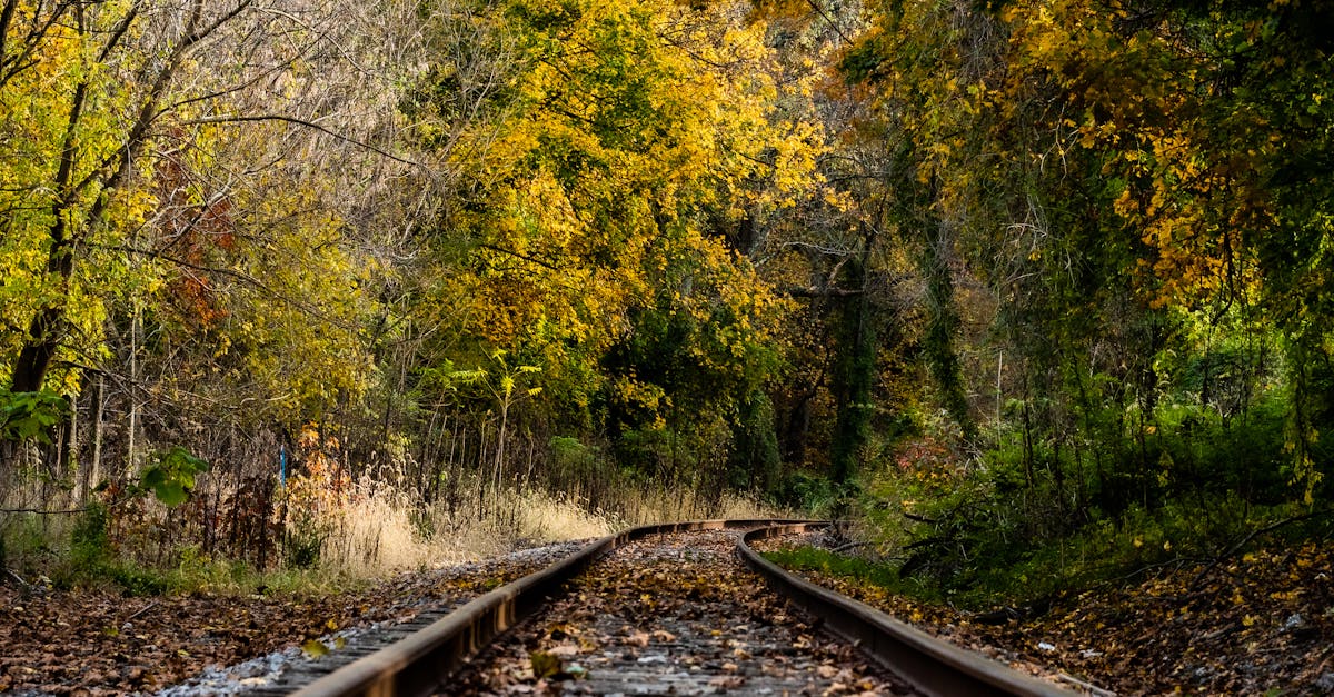 Trenurile pe ruta Valea Largă – Bușteni afectate de un copac căzut