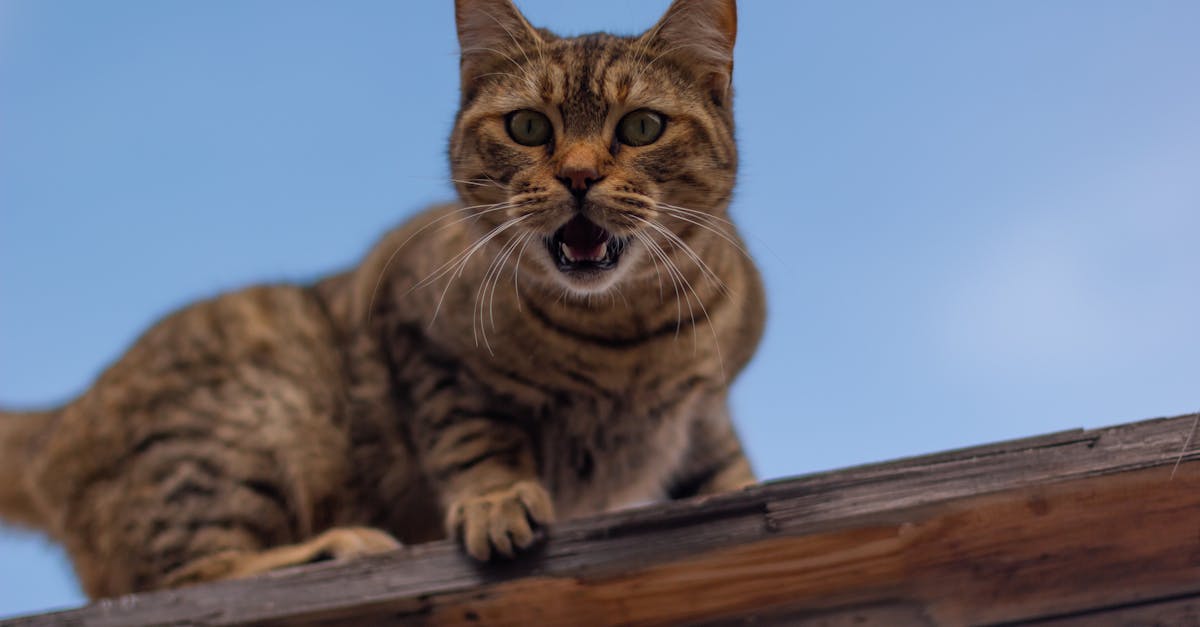 Pisică rănită grav de un vecin: dosar penal deschis pentru abuz asupra animalelor