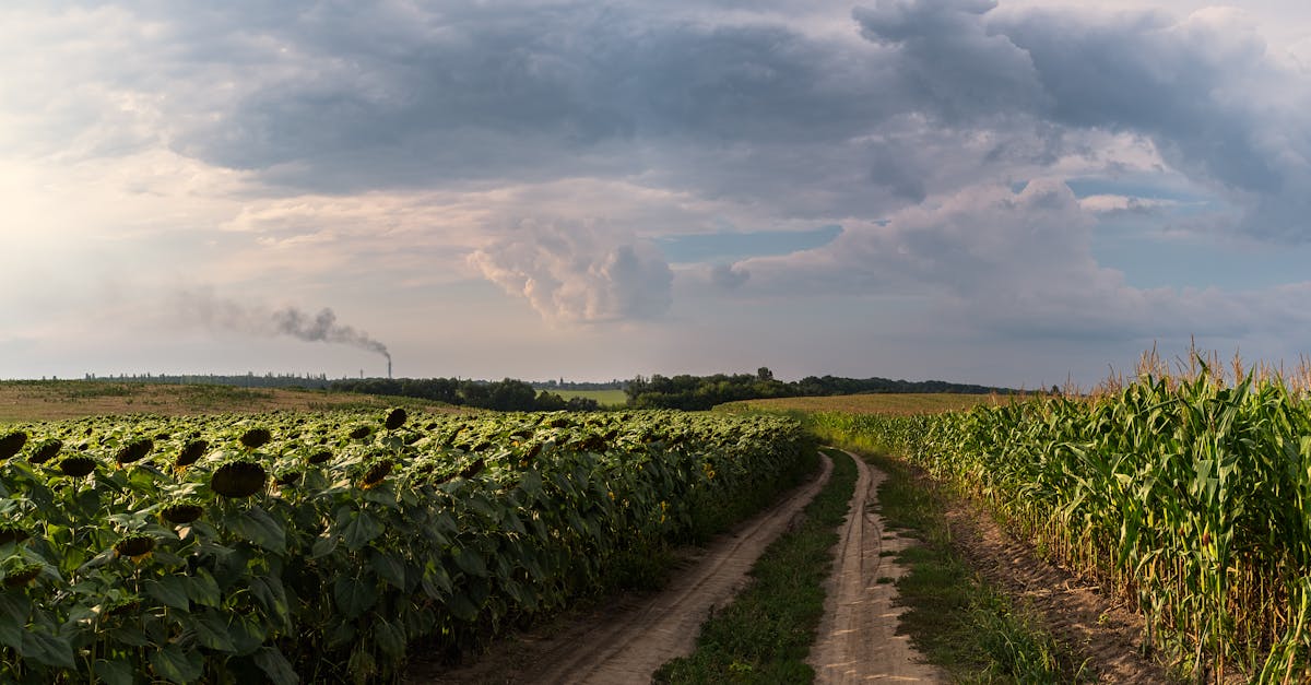 Agricultura din Vaslui în criză: lipsa precipitațiilor amenință recoltele de primăvară