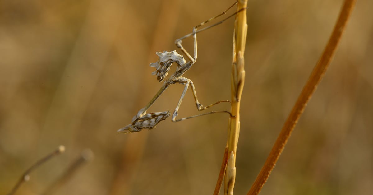Descoperirea călugăriței anti-mimice: un maestru al vânătorii
