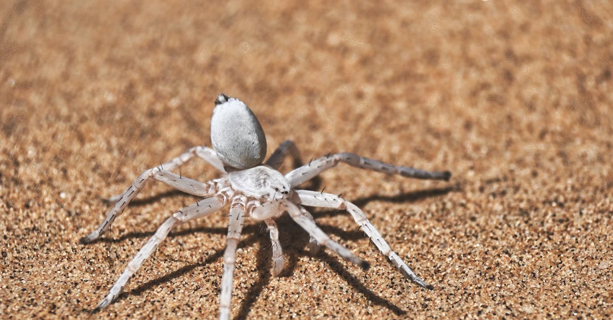 Descoperă gekko de nisip din Namib: o marvelă a deșertului