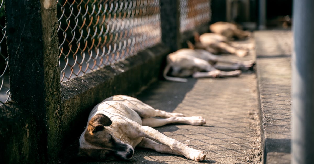 Criza adopțiilor de animale în România: abandonul atinge cote alarmante