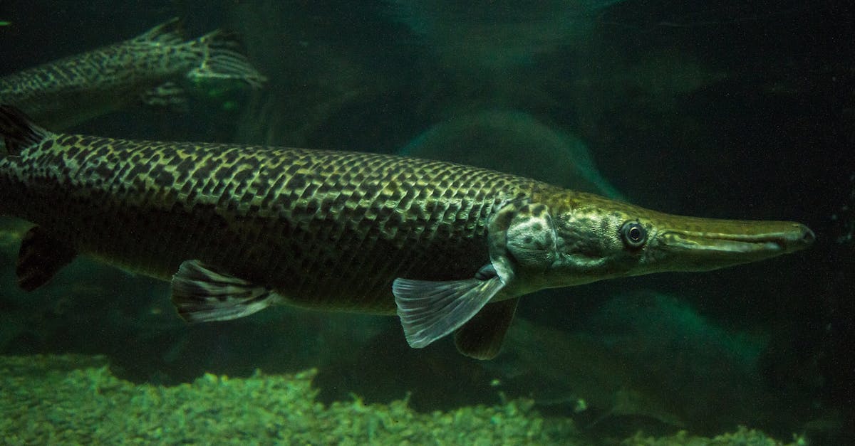 Decizia surprinzătoare a Chinei: demolarea barajelor pentru salvarea biodiversității