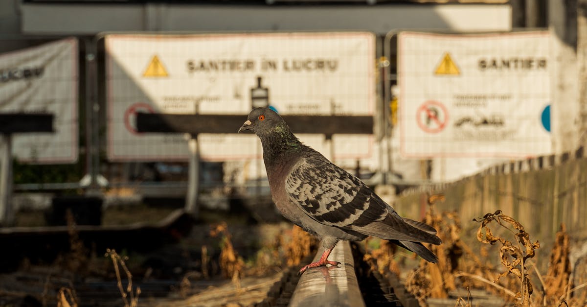 Tragedie feroviară la Turnu Roșu: un urs a fost lovit mortal de tren