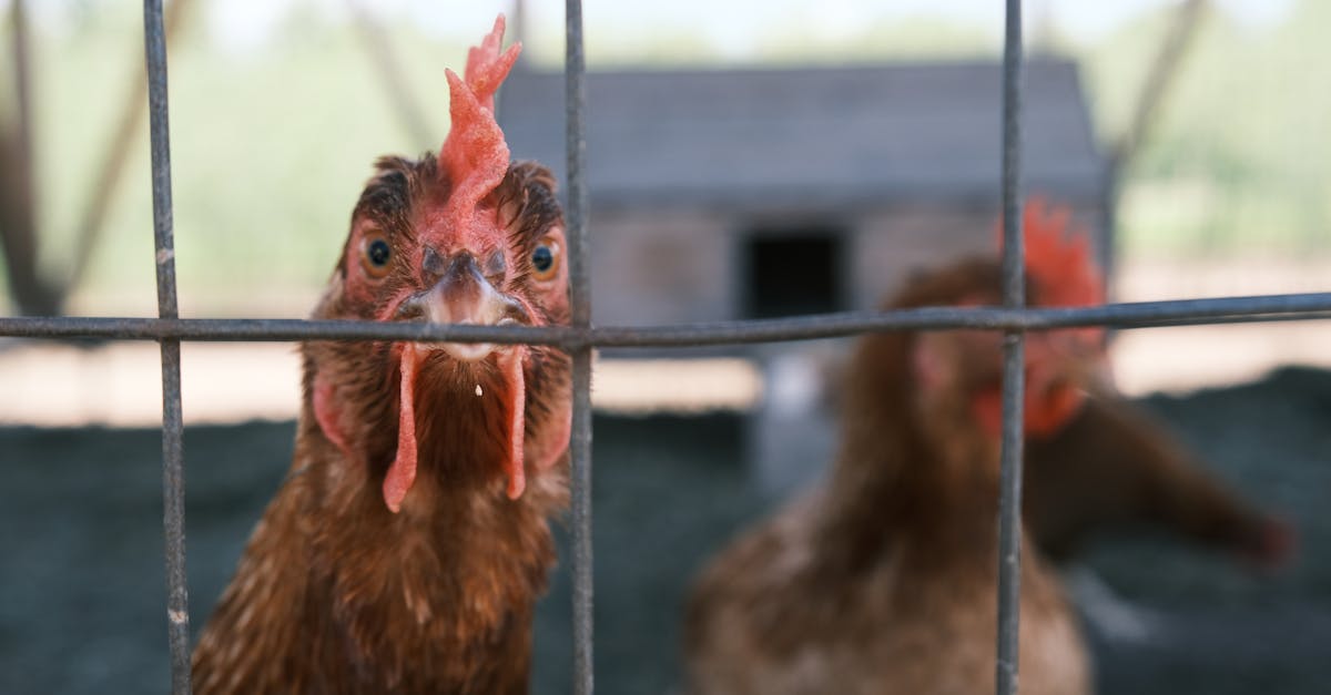 Câini vagabonzi atacă animalele din Brăila: o comunitate în alertă