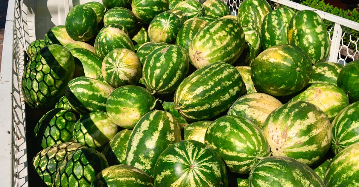 Declinul pepenilor din Dăbuleni: suprafețele cultivate au scăzut drastic